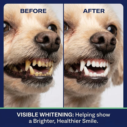 Dog Dental Powder